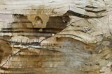 Polished Petrified Wood Stand-up - Sweethome, Oregon #162882-1